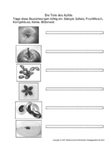 AB-Teile-des-Apfels-2-SW.pdf